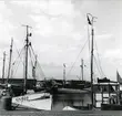 Från Simrishamns hamn, 1953.