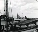 Från Simrishamns hamn, 1953.