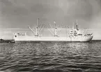 Lastmotorfartyget HÖEGH ARONDE. Foto från Köpenhamn juni månad 1959.
