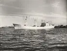 Lastmotorfartyget HÖEGH AURORE. Foto från Köpenhamn juni månad 1959.