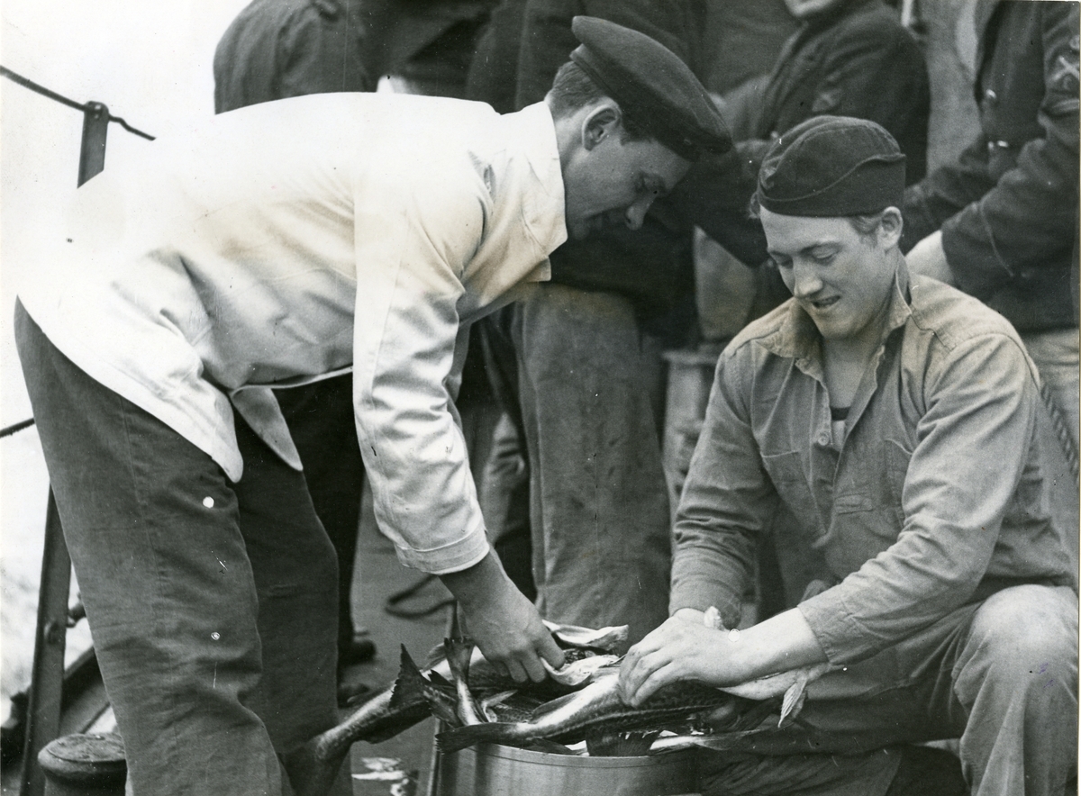 Färsk fisk, köpt av fiskare i Hanöbukten, rensas, april 1945.
