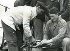 Färsk fisk, köpt av fiskare i Hanöbukten, rensas, april 1945.