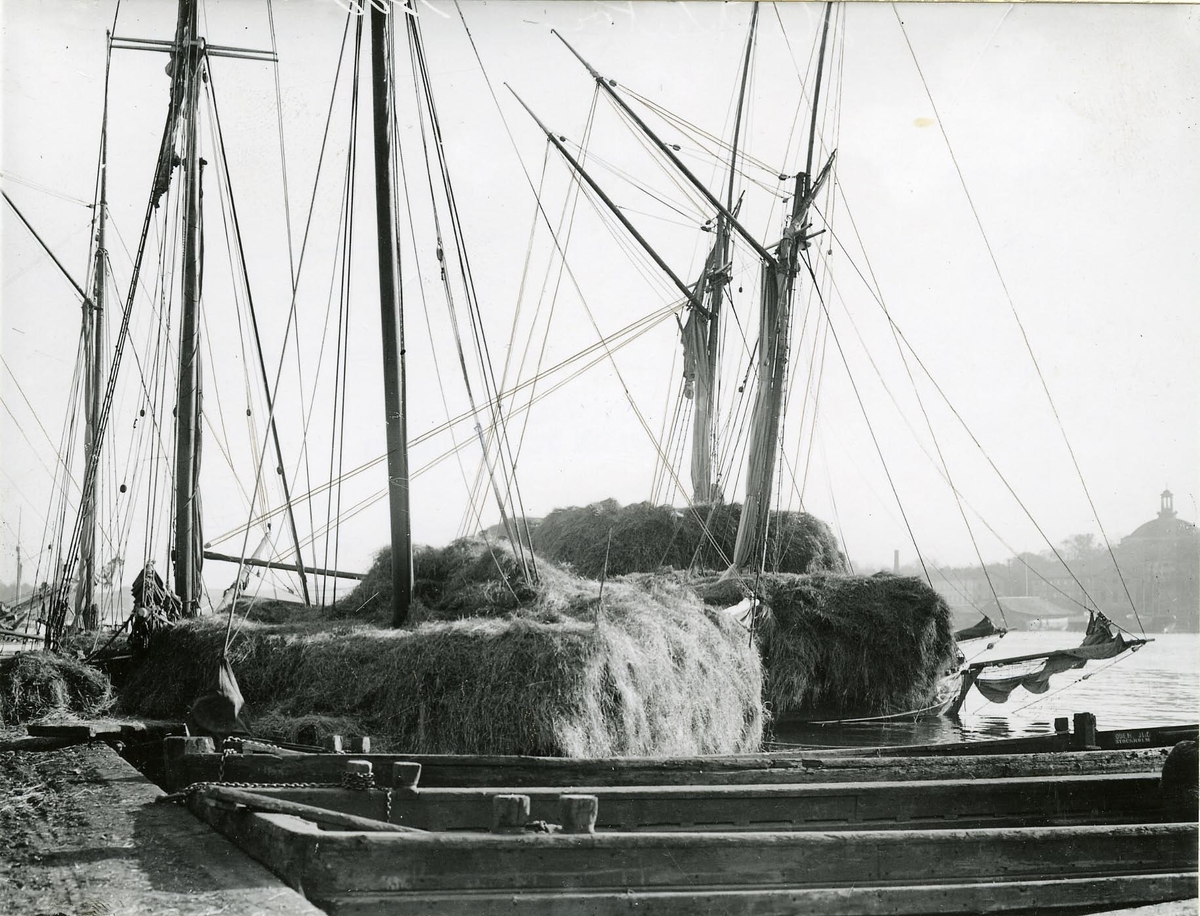 Höskutor liggande vid Strandvägskajen, Stockholm 1900.