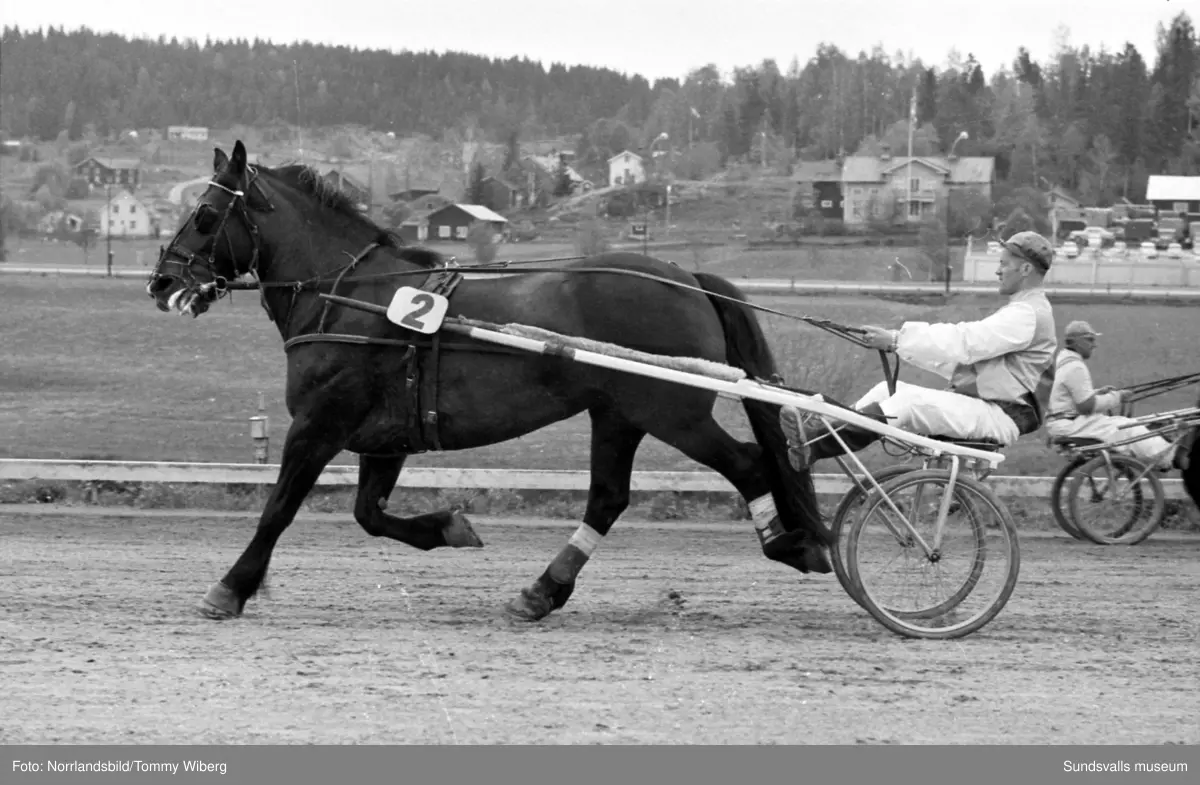 Bilder från en tävlingsdag på Bergsåkers travbana i maj 1960.