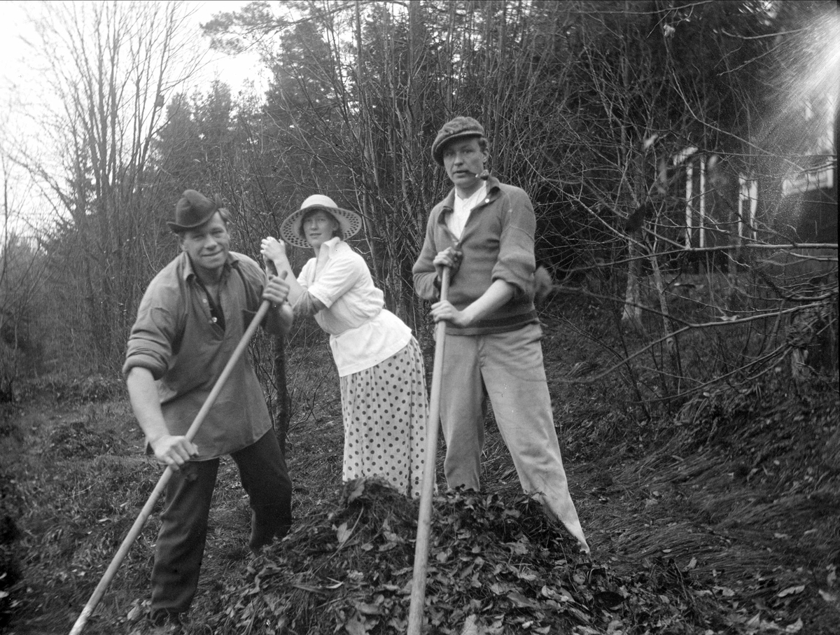 Gösta, Helga och Yngve krattar löv, Lillsunda, Uppsala-Näs socken, Uppland 1920-tal
