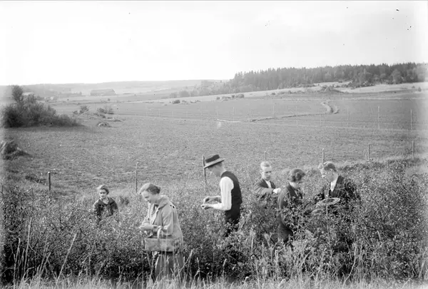 Karin och Gösta plockar bär med vänner, Uppsala-Näs socken, 