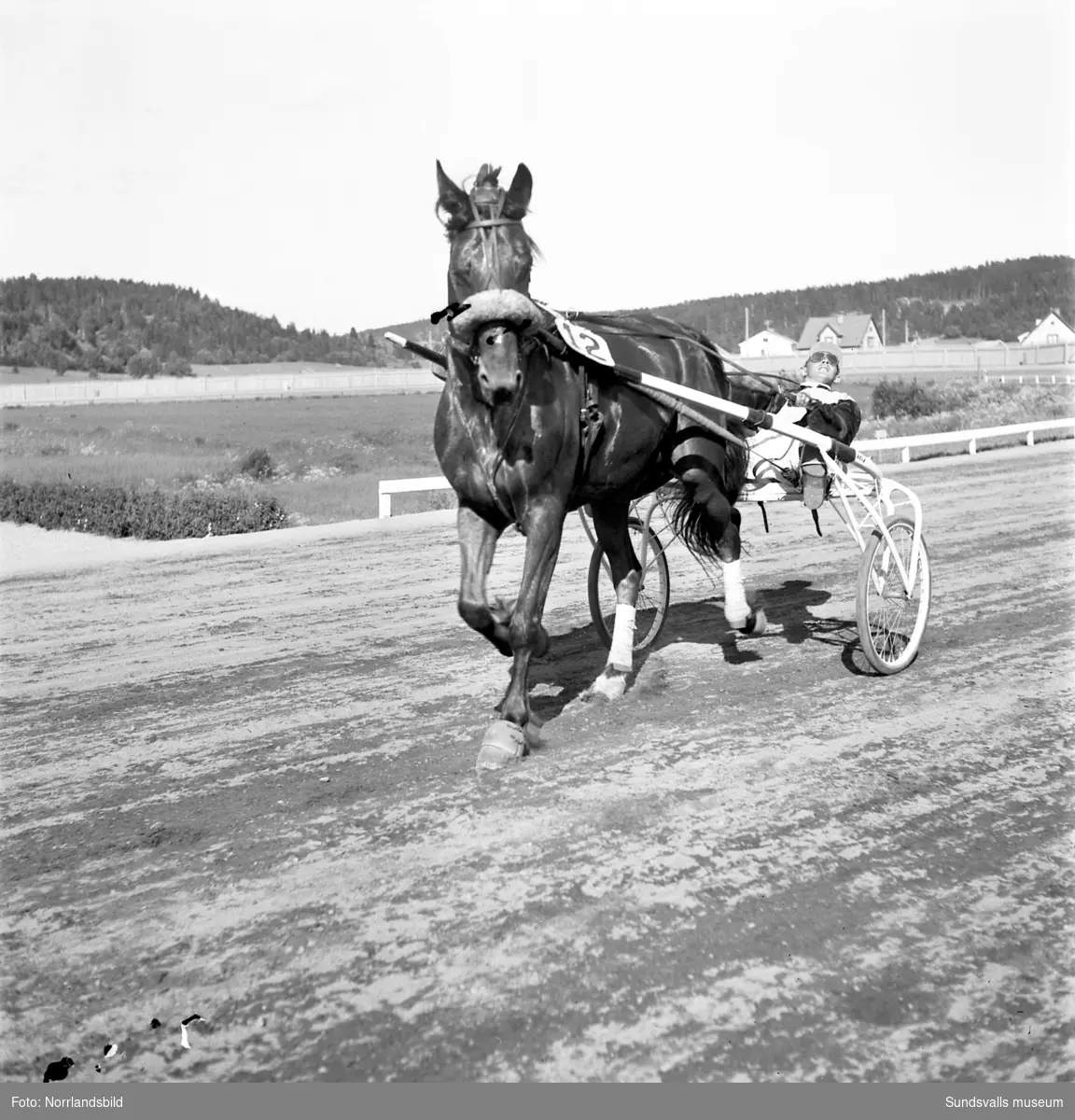 Tävlingar på Bergsåkerstravet 1949 med Nordsvenska Travmästerskapet som vanns av Harry Westergren & Brandver.