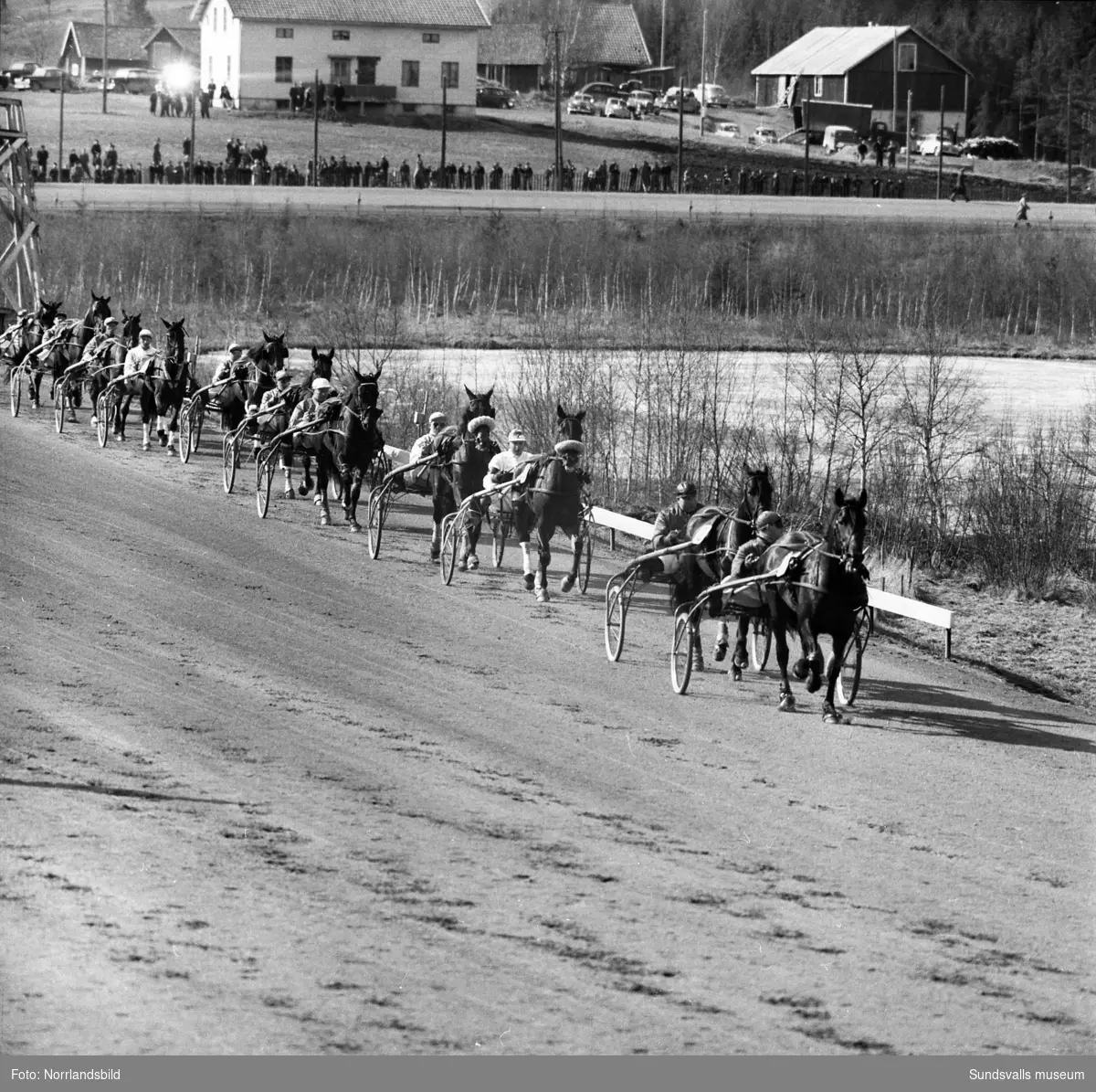 Travtävlingar på Bergsåker 1954 med storpublik.