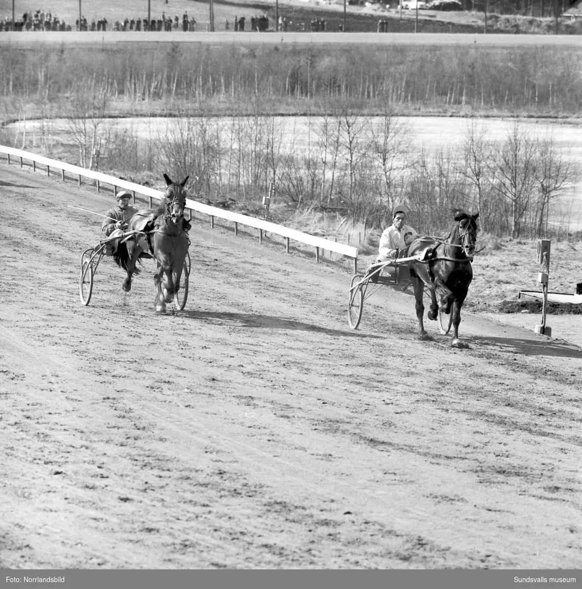 Travtävlingar på Bergsåker 1954 med storpublik.