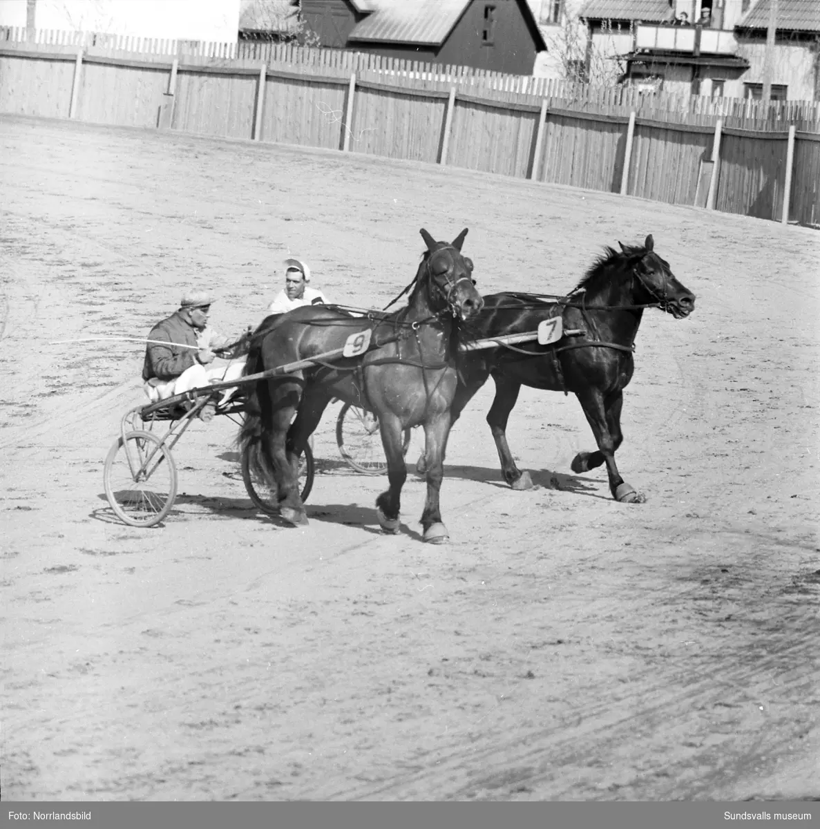 Travtävlingar på Bergsåker 1954 med storpublik.