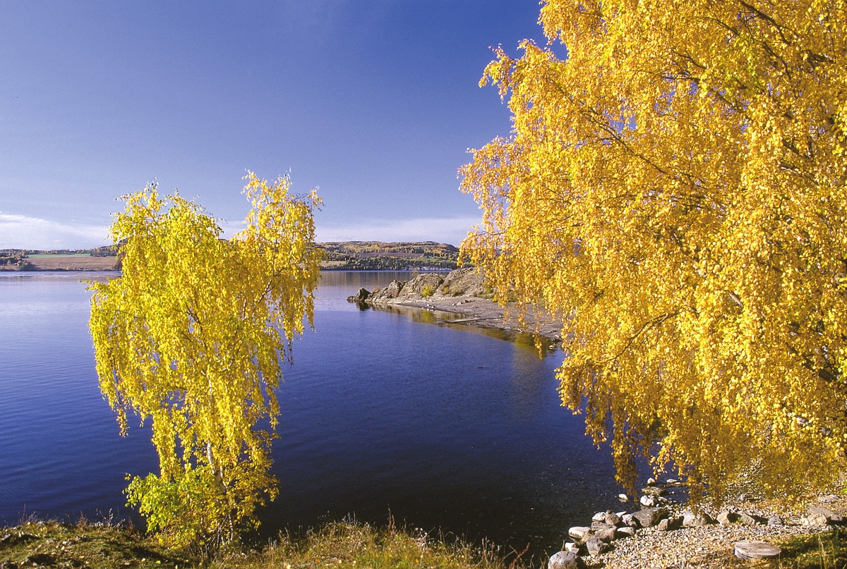 Høststemning ved Geitryggen, Hedmarksmuseet, Domkirkeodden, Mjøsa. Høstfarger, natur, landskap.