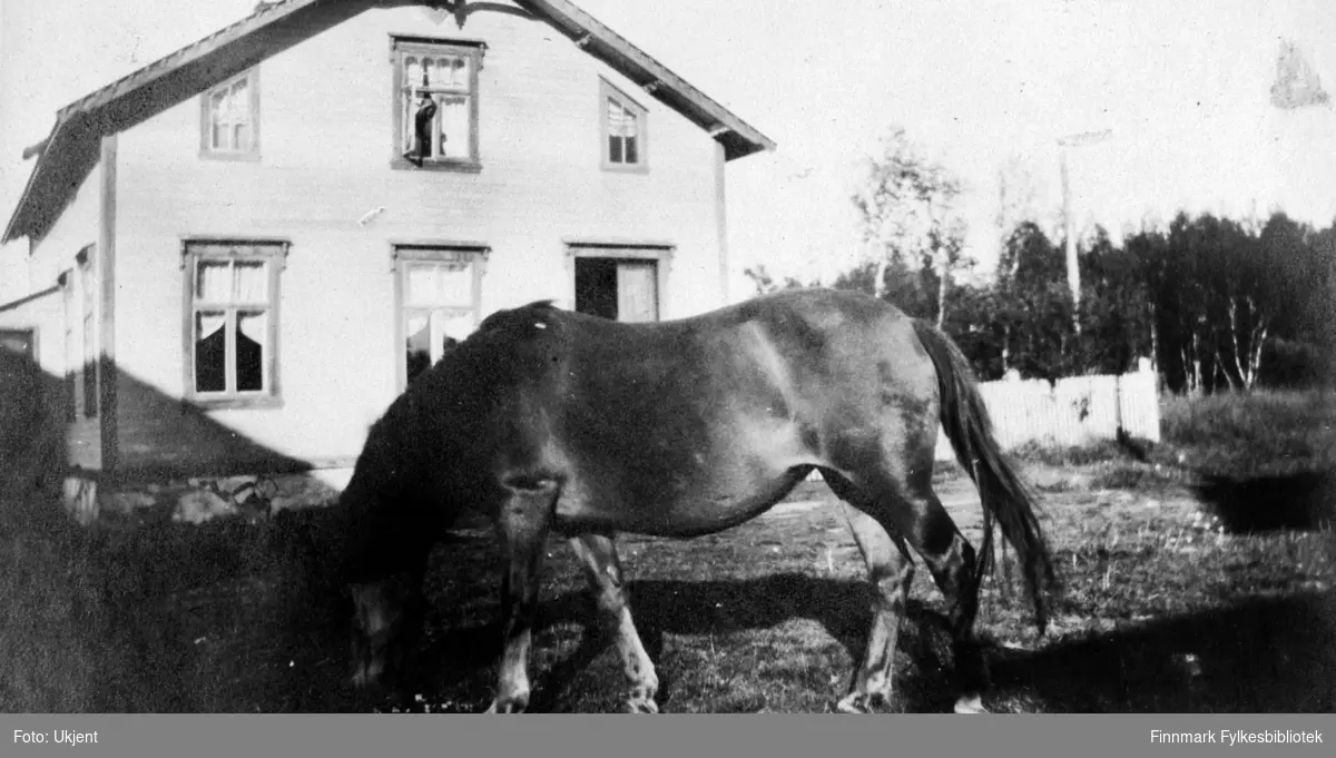 Lensmannsgården Kveldro i Jarfjord, bildet tatt sommeren 1924. På bildet kan man se en hest. På huset bak hesten kan man se mange vinduer med gardiner i. Huset er bygget på en grunnmur av stein. På venstre side av huset kan man se et inngangsparti av noe slag og man kan skimte en dør. På høyre side av huset er det blitt satt opp gjerder. Bak gjerdet kan man se skog og en stolpe av noe slag.