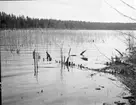 Rester av fiskegård vid Glyxsjöns strand Glyxsjön  Skållerud