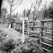 Ödskölt, Orsbyn. Upprensning vid fornminnen. Tävling bland skolbarn 1956-57.