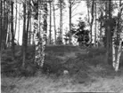 Gammal gravhög vid folkskolan i Tumberg