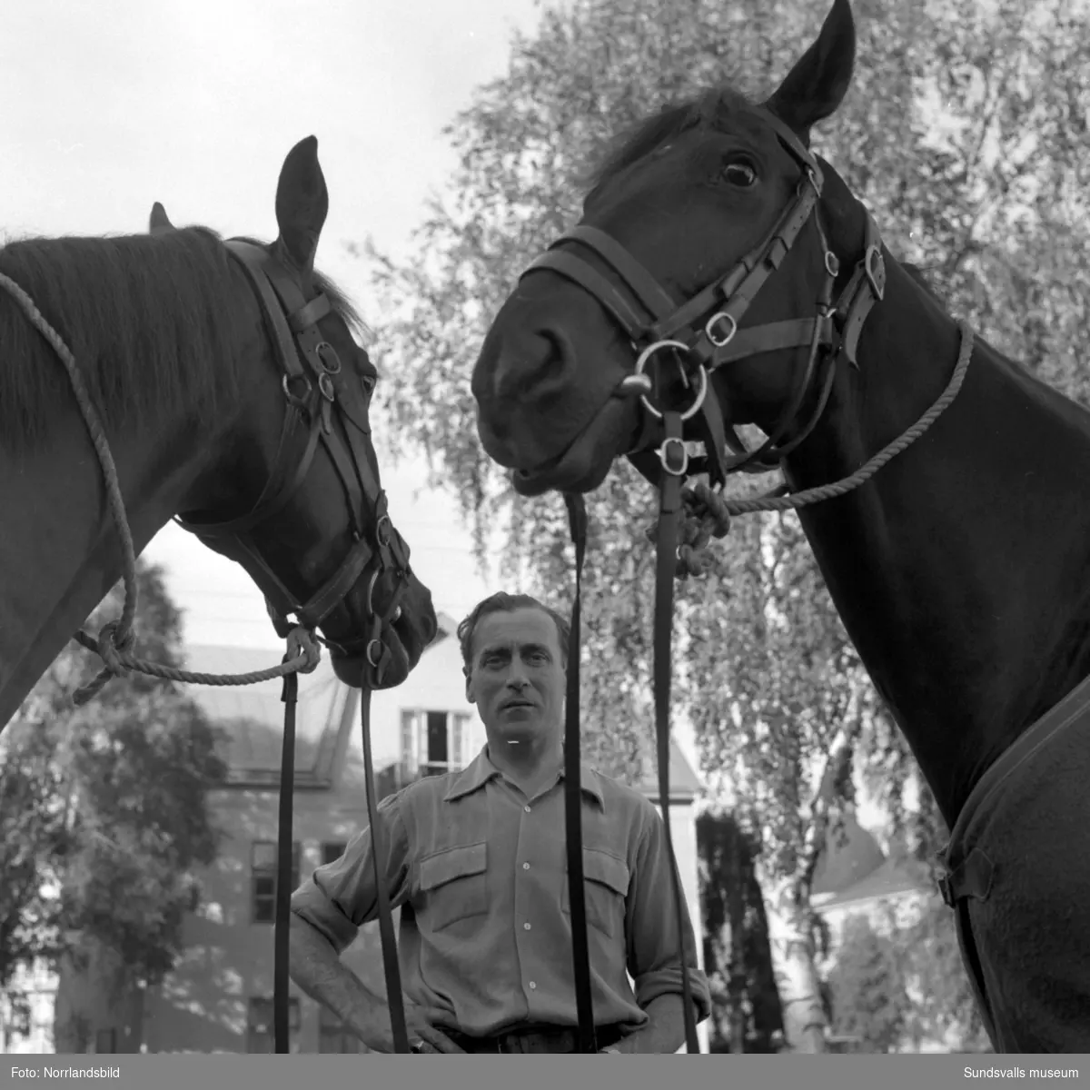 Bilder på Sundsvalls ridande polis och polishästarna, nummer fyra från vänster på första bilden är Ingemar Rindestad och längst till höger Ivan Ramestam. Stallet låg vid Östra Långgatan på tomten där OK numera huserar (2015). Fotograferat för ett reportage i Dagens Nyheter.