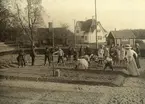 Sådd av bönor i skolträdgård. Åtvidaberg 1910