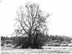 Linden i Stenviken till höger ett stycke in i skogen. Gestad