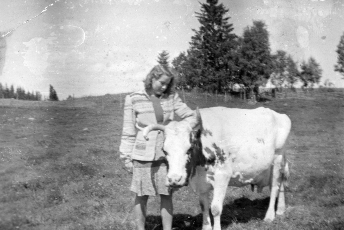 Marta H. Tomter og kua «Snehvit» i Trolldalshamninga på Nere Tomter 1947-48.