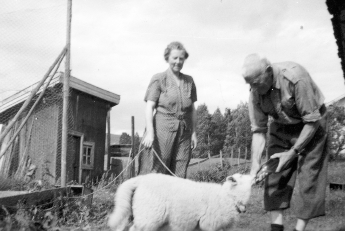 Føderådsfolka Helga og Jacob Tomter på føderåden på Søndre Tomter (Ner-Tomter) i 1950 åra. Jacob forer føderådssauen og kopplammet «Mette».T.v står bryggerhuset som Helga brukte til klesvask. Brønnen hun tok vatn fra lå like ved.