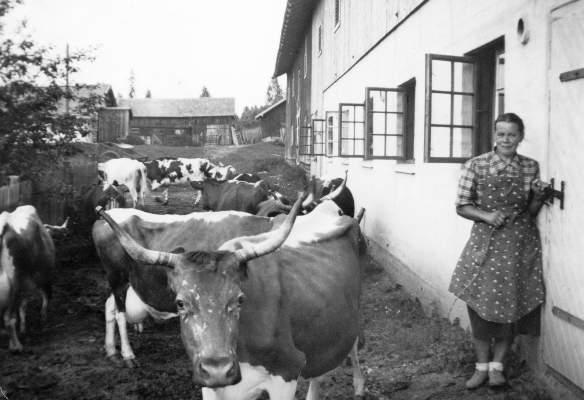Nyfjøset på Søndre Tomter (Ner-Tomter) tas i bruk sommeren 1938. Budeia Betzy Andreassen står klar til å åpne døra. Krøttera er også klare til å gå inn. «Rødsi» står fremst, bak henne på tvers «Blomster», «Snehvit til venstre. Budeia Betzy bodde i pannhuset.