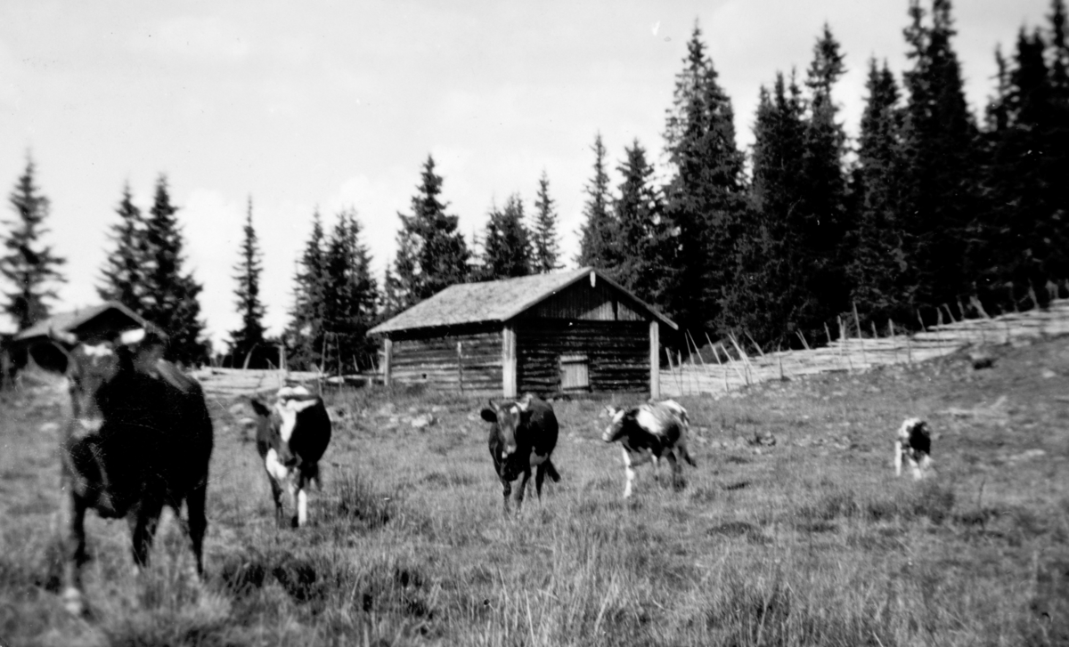Kviger fra Søndre Tomter (Ner-Tomter) sluppet på setra på Tørbustilen på 1950-tallet. Garden fikk smittsom kalvekasting i 1935 og hadde forbud mot å slippe kyr som hadde kalvet til fjells etter dette. Seterfjøset med løe midt i bildet.
