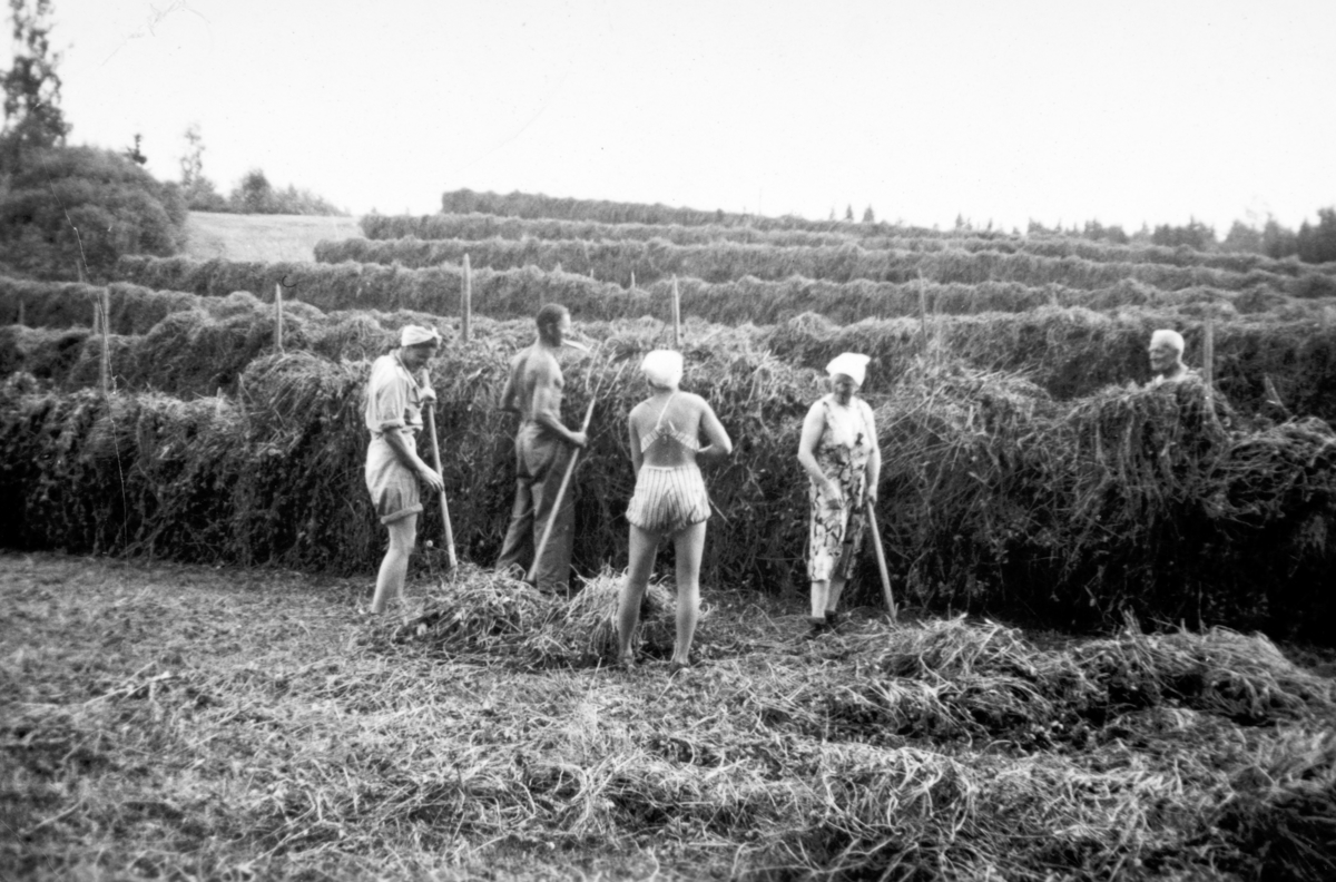 Slåttonn på Søndre Tomter (Ner-Tomter) på 1950-tallet. Familien er slåttehjelp. F.v: Jorun, Kåre, Marta og Helga henger høy. Jacob henger høy fram motsatt side av henga. Det er stor avling på Fjøsåkeren.