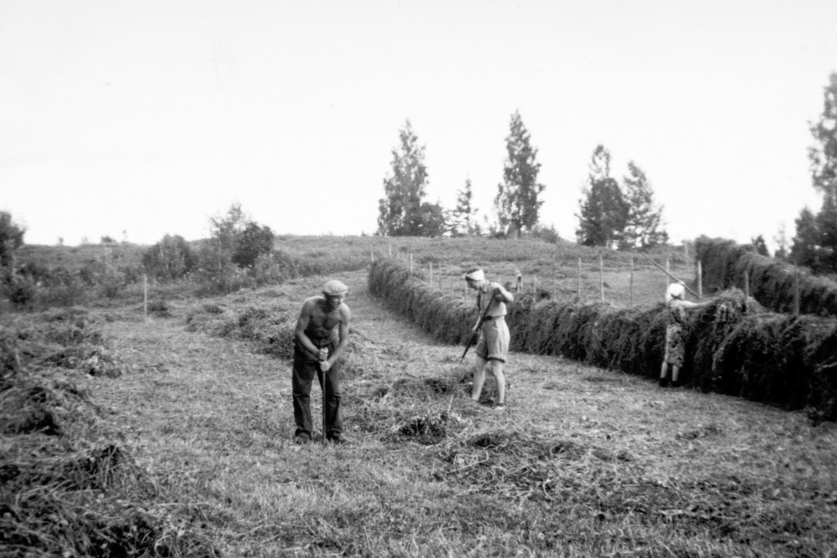 Slåttonn på Søndre Tomter (Ner-Tomter) på 1950-tallet. Gudmund stører hull til ny henge, Jorun rister ut høyet før det skal henges på henge, Marta Henger høy på Fjøsåkeren.