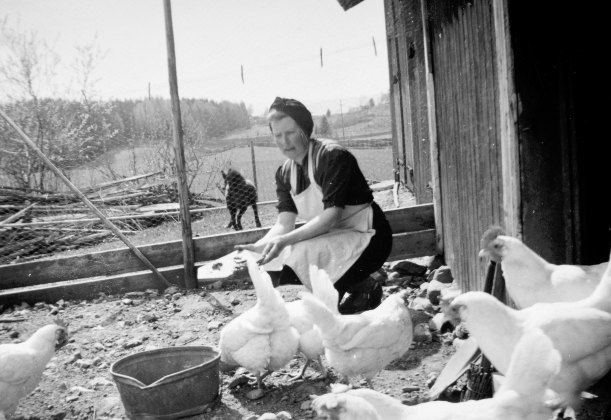 Helga Tomter mater hønene i hagen på Søndre Tomter (Ner-Tomter) i 1950-åra. Barnebarnet Ole Jacob Tomter skrev i «Minner frå Vang» 1991 om hønene han var så redd.