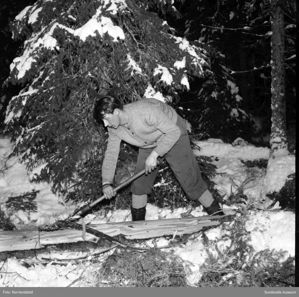 Stavre skogsskola, vintrigt reportage om skogshuggning