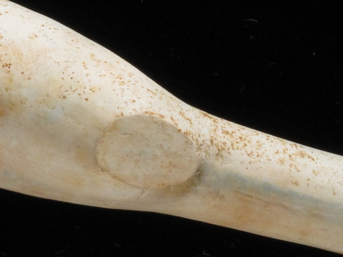 To skjold, Goudas bystempel./ to skjold i relieff med perlerand,/ r