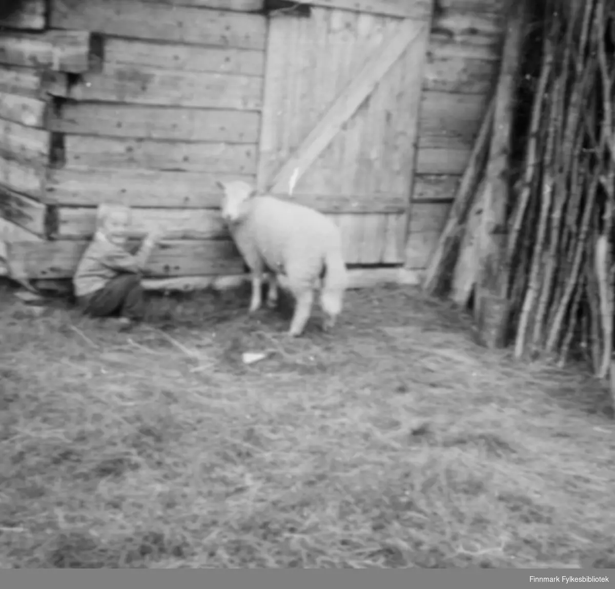 Utenfor et uthus bygd i tre. Gutten sitter på gresset ved veggen. Ved siden av han står det en hvit sau. I høyre hjørne er trestammer satt opp