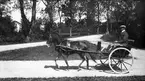 Ett vackert ekipage. Enbetts - körning med doc-cart. Strömsholm 1910-11.