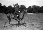 Dressyrträning på Hingstängarna. Strömsholm 1910-11.