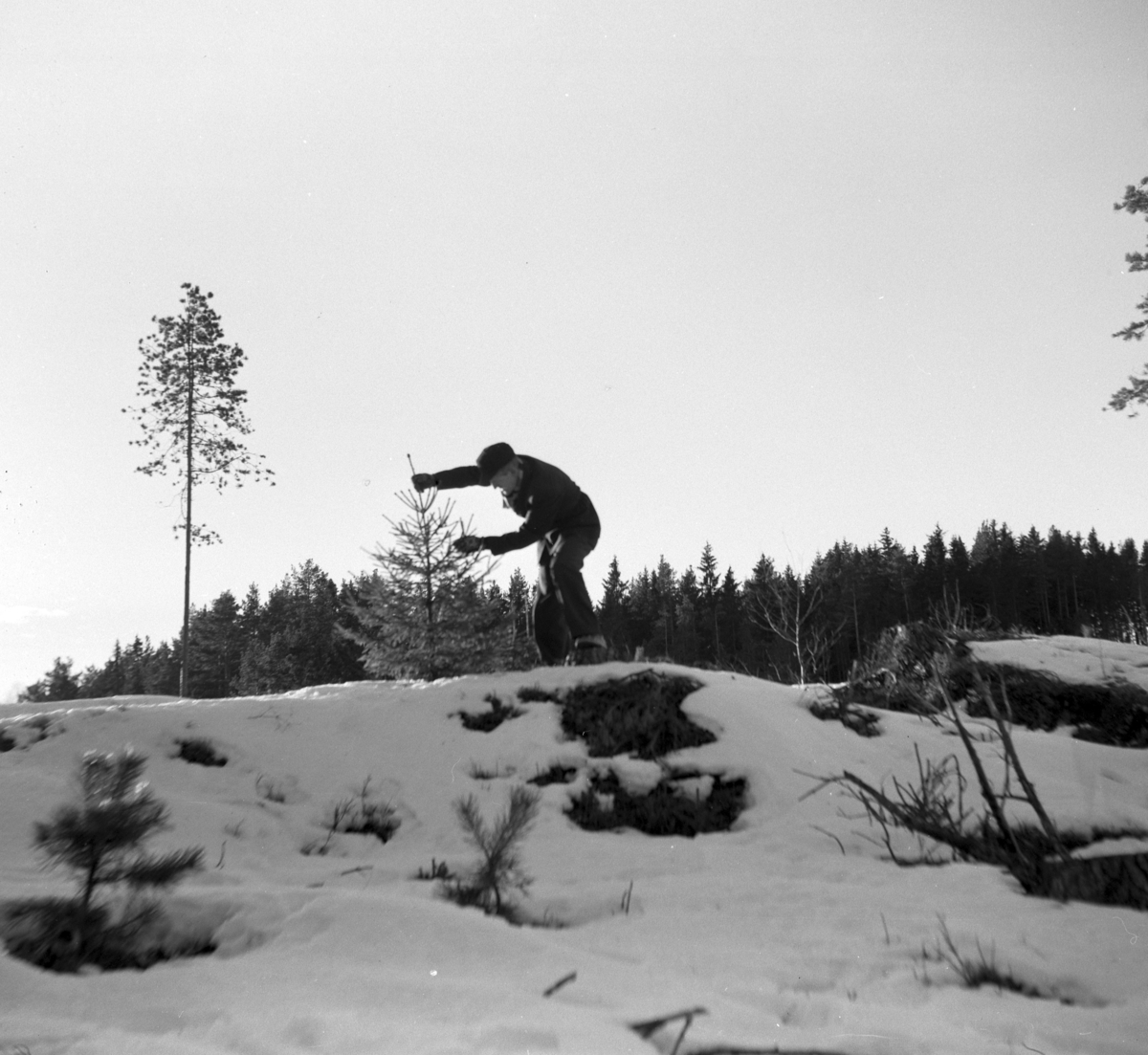 Juletrehogst.