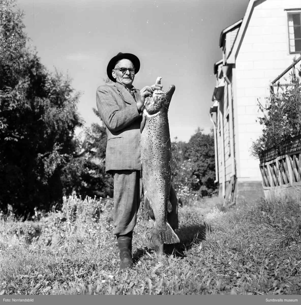 Albin Elfström har fångat en jättelax i Selångerstjärn/Selångersån.