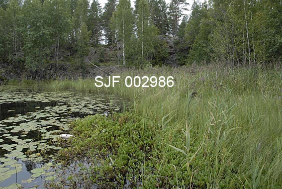 Vika innenfor Kattistangen i Fallettjernet ved Bergfjerdingen i Rødenes, der elva fra Fjellengtjernet renner ut. I bakgrunnen skimtes bilveien mellom Børresrud og Buviken. Veien ble rundt 1970 lagt over elva. Under byggingen kom det til syne en innretning av trespiler, som knyttes til kattisetradisjonen i stedsnavnet Kattistangen, rett øst for elvemunningen. Fotografiet ble tatt i forbindelse med Norsk Skogmuseums befaring i august 2009. 