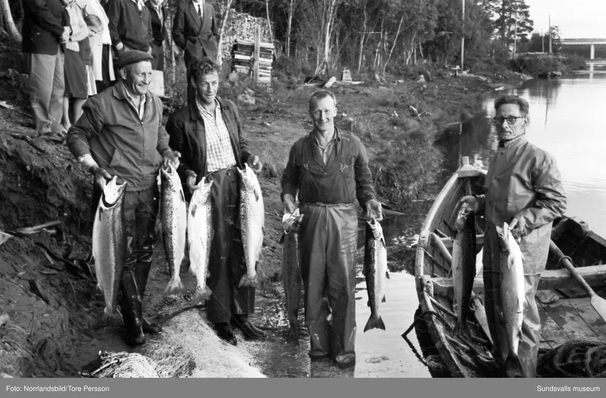 Lyckat laxfiske i Bergeforsen.