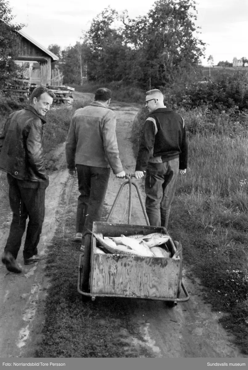 Lyckat laxfiske i Bergeforsen.