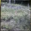 Orkidén Rödsyssla, Cephalanthera rubra. Tisselskog