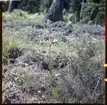 Orkidén Rödsyssla, Cephalanthera rubra. Tisselskog