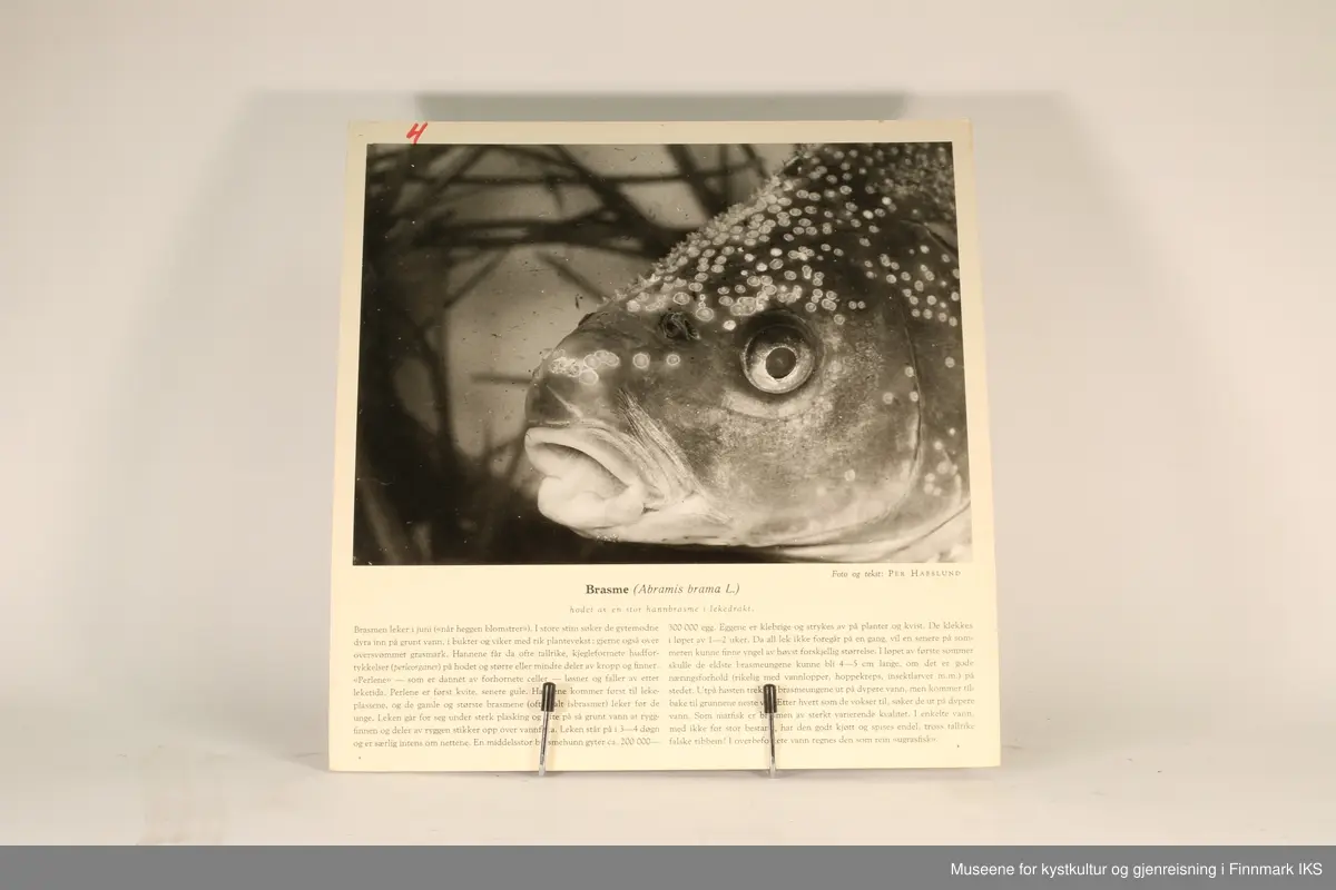 36 rektangulære plansjer brukt til undervisning. Inneholder bilder av fisk og sjødyr og informasjon som gjelder dem.