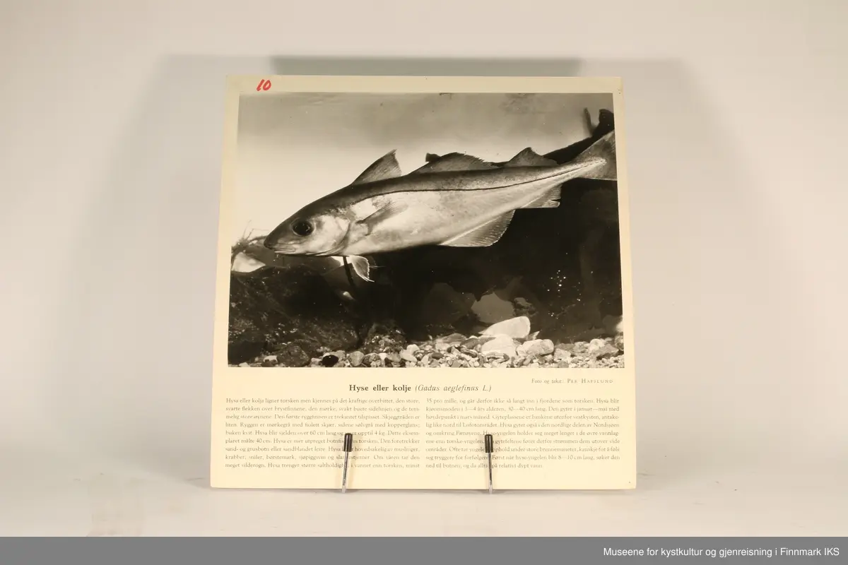 36 rektangulære plansjer brukt til undervisning. Inneholder bilder av fisk og sjødyr og informasjon som gjelder dem.