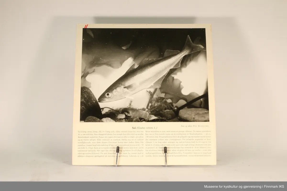 36 rektangulære plansjer brukt til undervisning. Inneholder bilder av fisk og sjødyr og informasjon som gjelder dem.