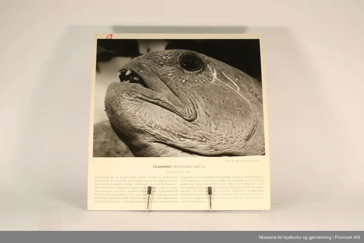 36 rektangulære plansjer brukt til undervisning. Inneholder bilder av fisk og sjødyr og informasjon som gjelder dem.