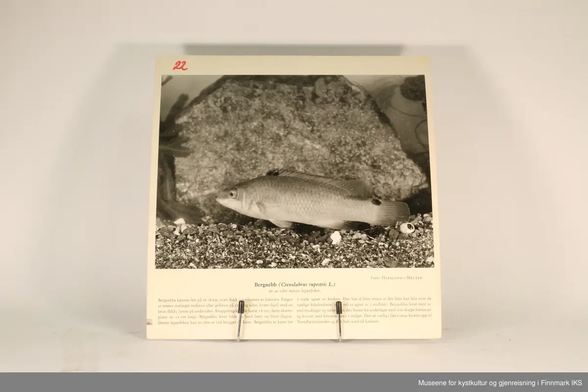 36 rektangulære plansjer brukt til undervisning. Inneholder bilder av fisk og sjødyr og informasjon som gjelder dem.