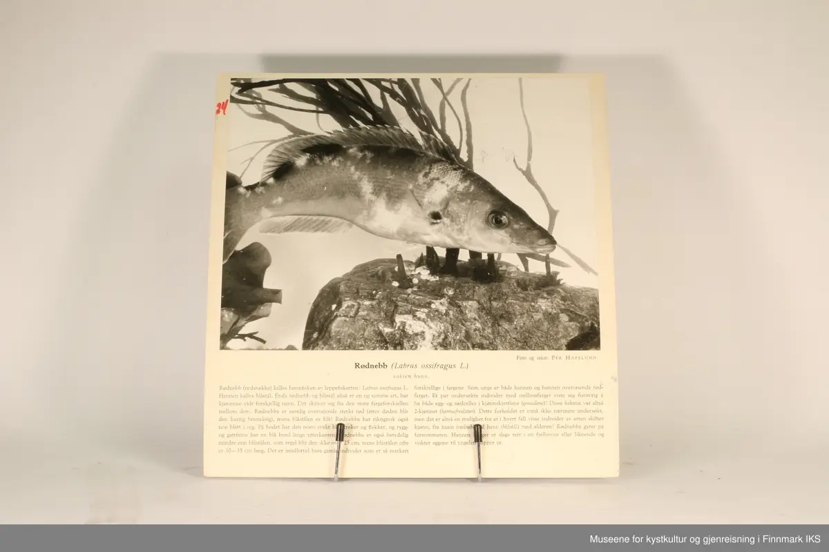 36 rektangulære plansjer brukt til undervisning. Inneholder bilder av fisk og sjødyr og informasjon som gjelder dem.