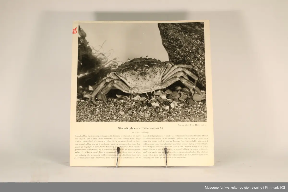 36 rektangulære plansjer brukt til undervisning. Inneholder bilder av fisk og sjødyr og informasjon som gjelder dem.