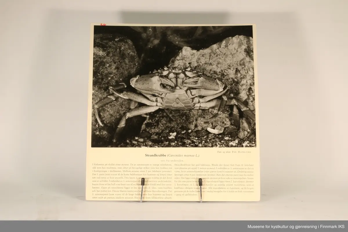 36 rektangulære plansjer brukt til undervisning. Inneholder bilder av fisk og sjødyr og informasjon som gjelder dem.