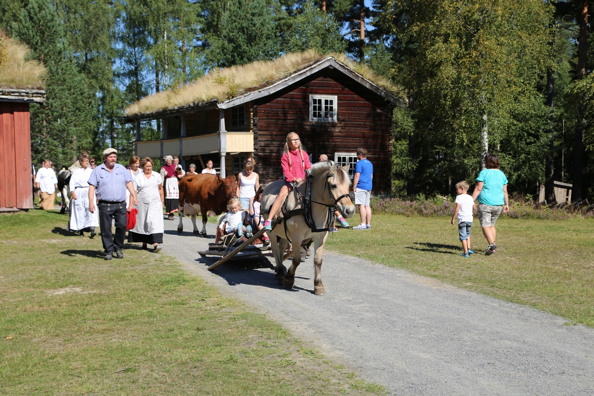 Fra "Seterdagen" 2015,Glomdalsmuseet.Buferd